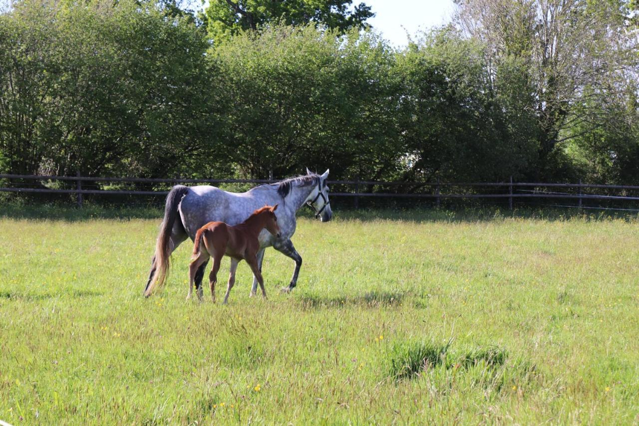 Hambye Decouverte D'Un Haras Proche Du Mont St Michel מראה חיצוני תמונה