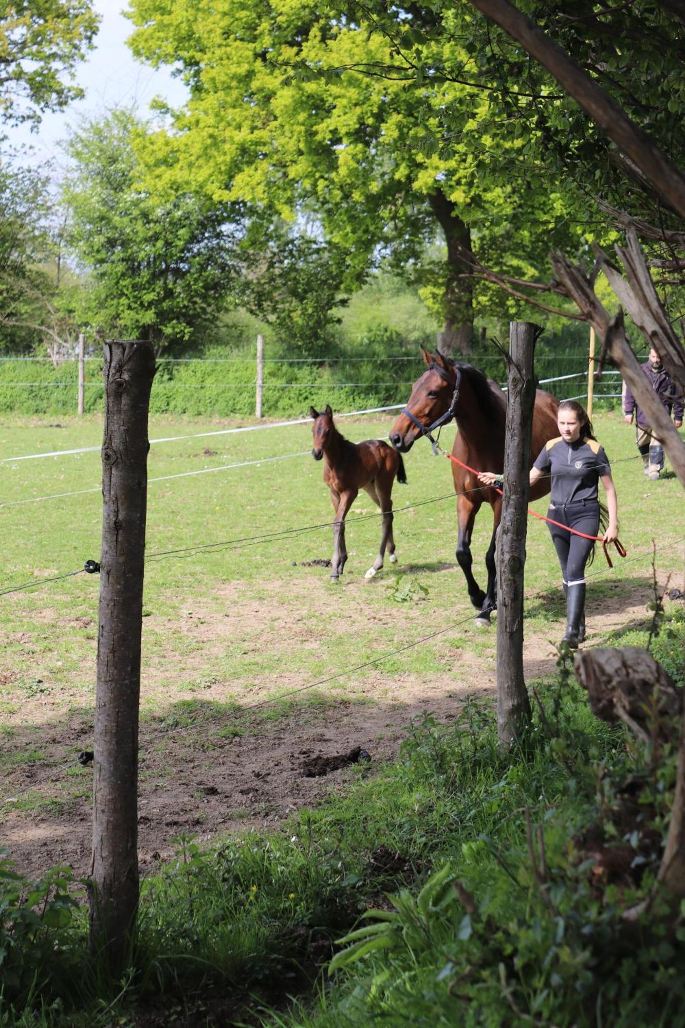Hambye Decouverte D'Un Haras Proche Du Mont St Michel מראה חיצוני תמונה