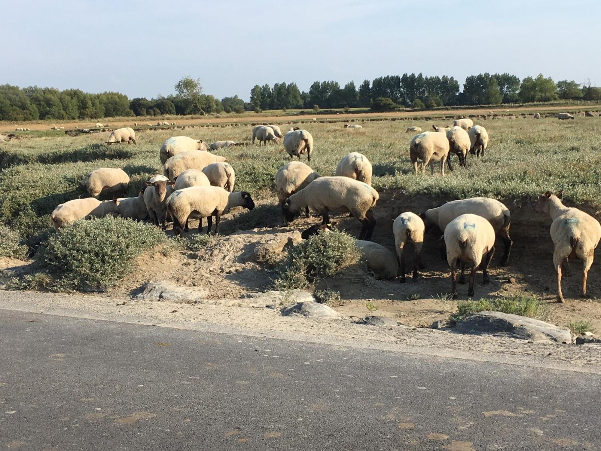 Hambye Decouverte D'Un Haras Proche Du Mont St Michel מראה חיצוני תמונה