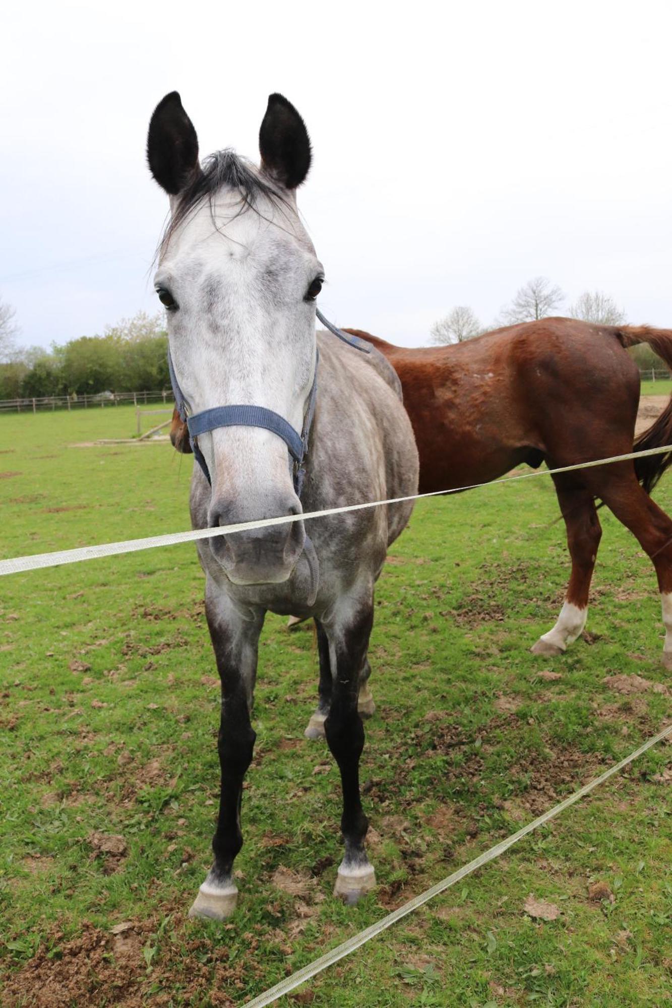 Hambye Decouverte D'Un Haras Proche Du Mont St Michel מראה חיצוני תמונה