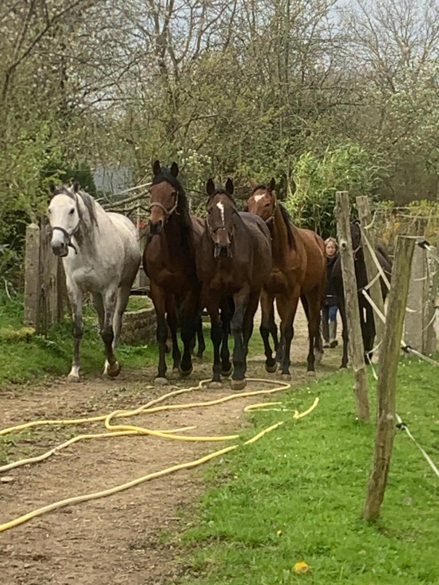 Hambye Decouverte D'Un Haras Proche Du Mont St Michel מראה חיצוני תמונה