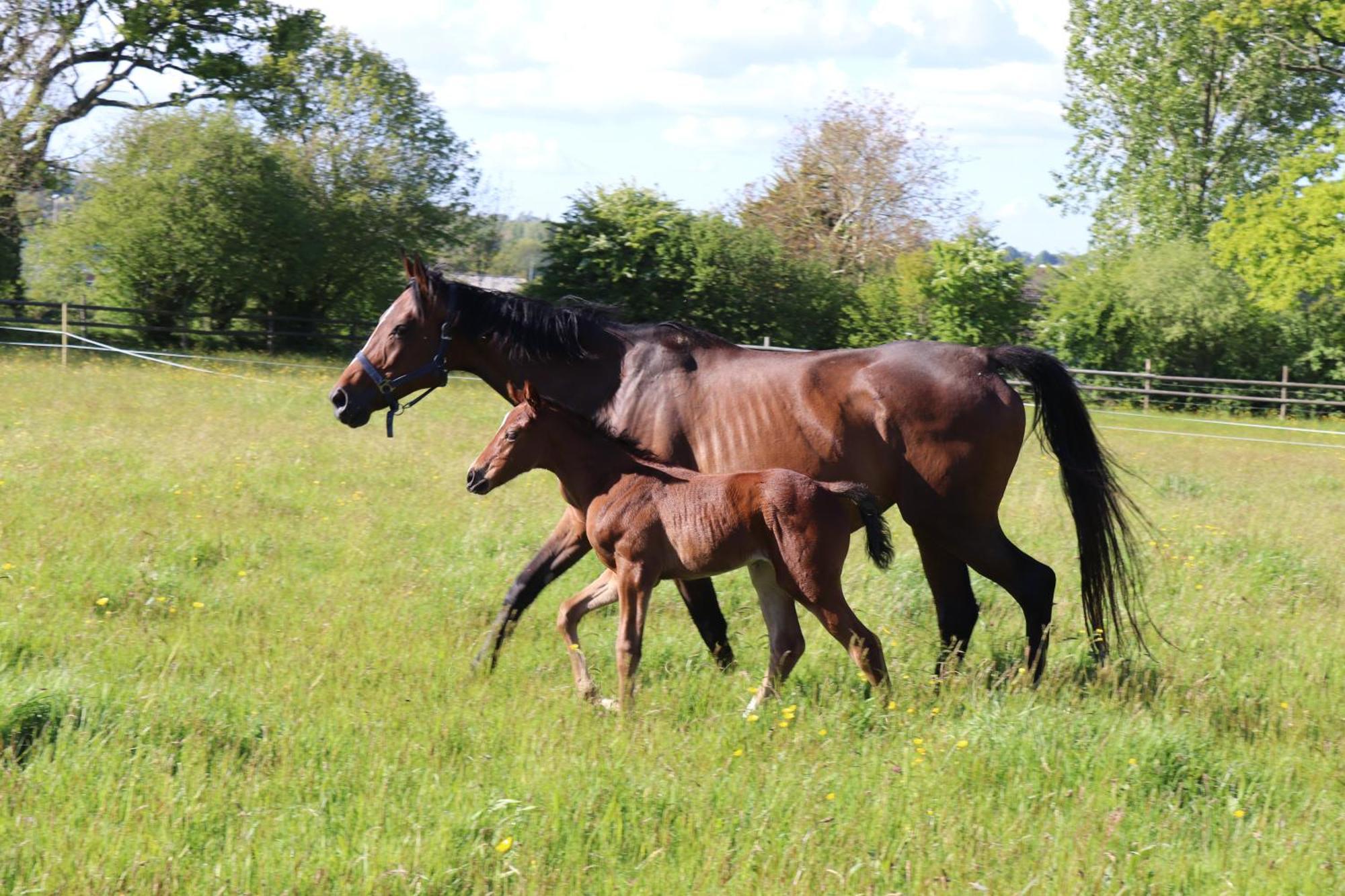 Hambye Decouverte D'Un Haras Proche Du Mont St Michel מראה חיצוני תמונה