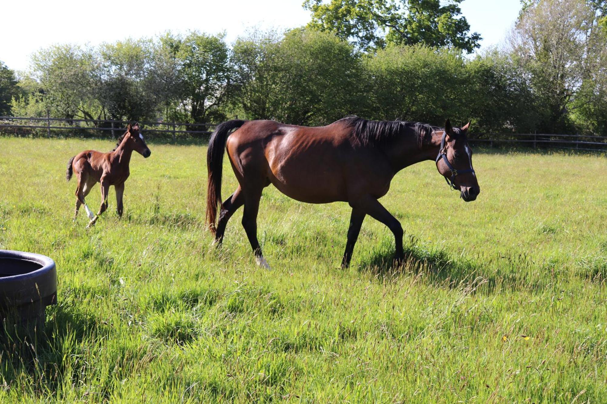 Hambye Decouverte D'Un Haras Proche Du Mont St Michel מראה חיצוני תמונה