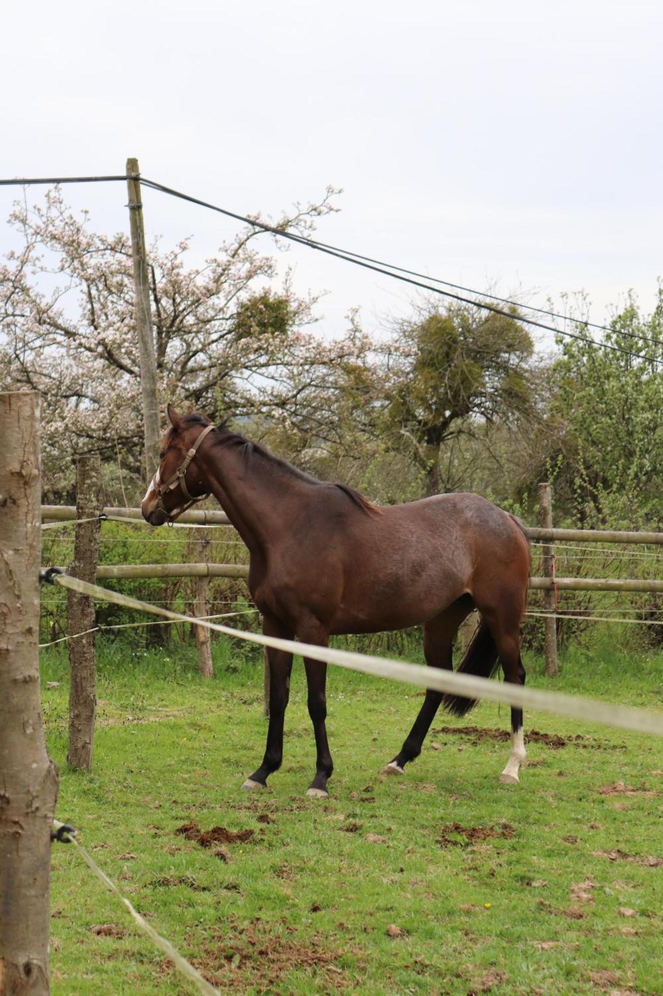 Hambye Decouverte D'Un Haras Proche Du Mont St Michel מראה חיצוני תמונה