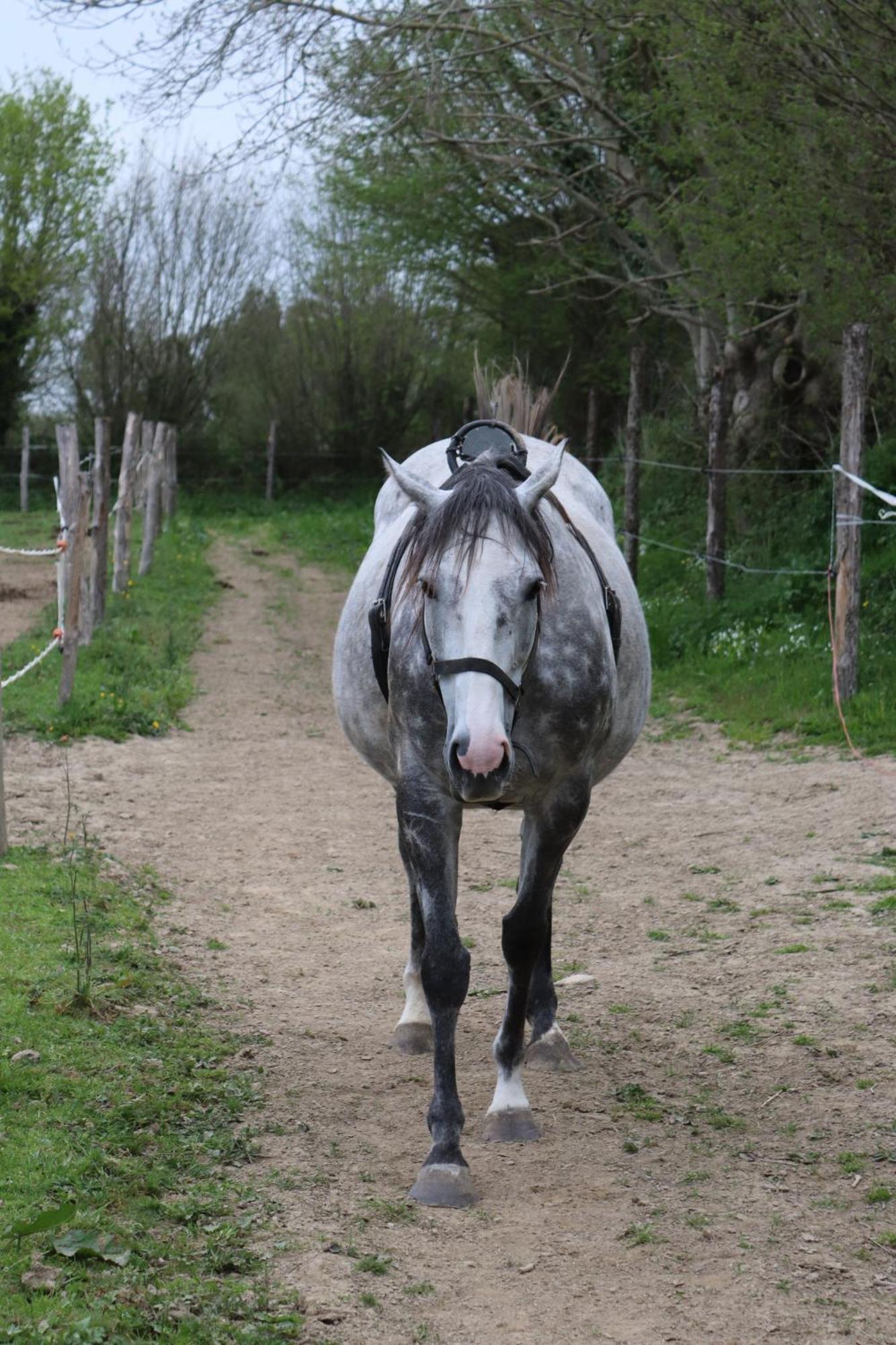 Hambye Decouverte D'Un Haras Proche Du Mont St Michel מראה חיצוני תמונה