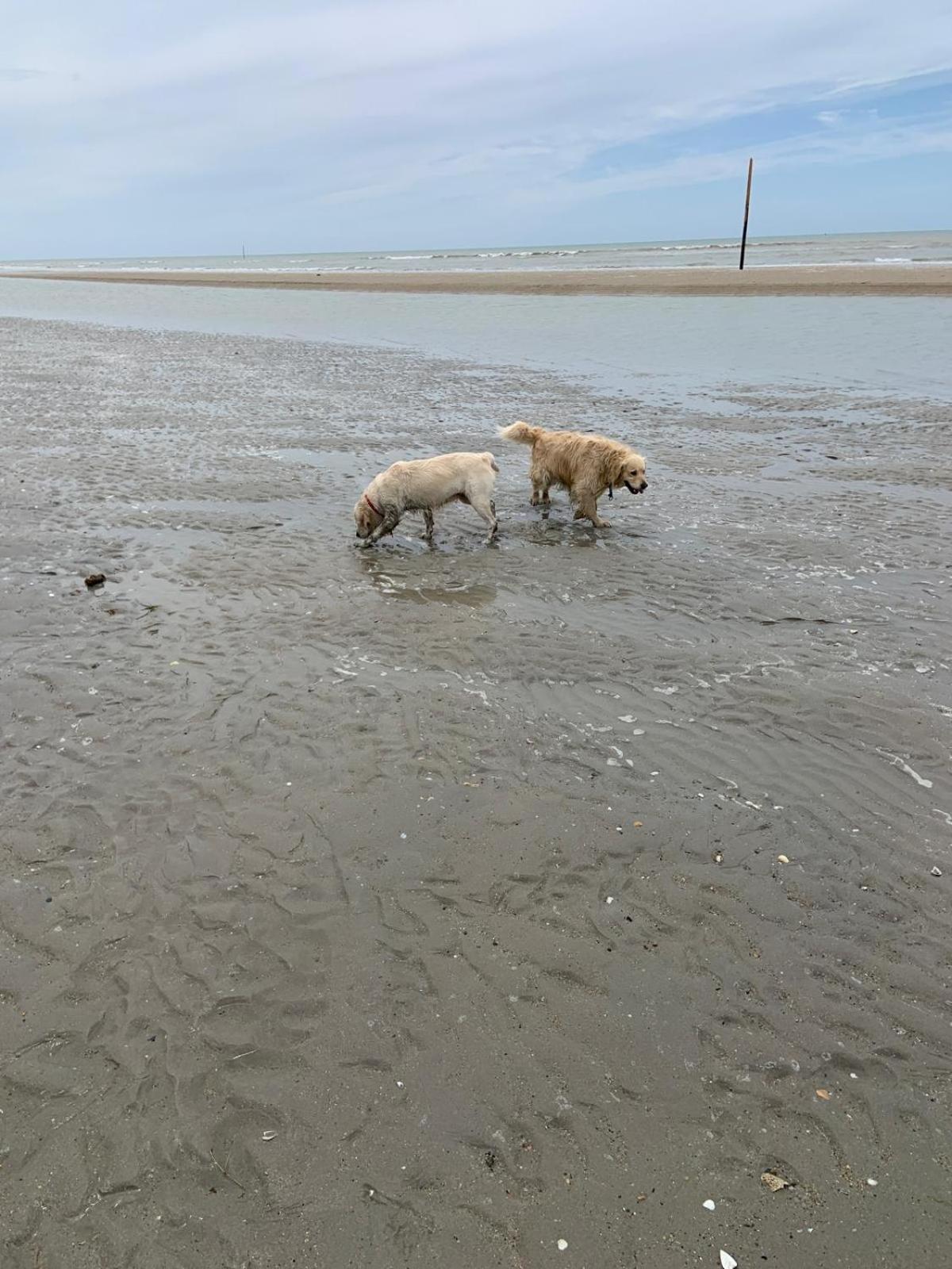 Hambye Decouverte D'Un Haras Proche Du Mont St Michel מראה חיצוני תמונה